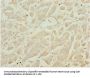 LZTR1 Antibody