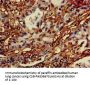 DRAM1 Antibody