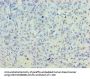 PLD5 Antibody