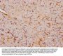 FNDC5 Antibody