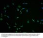 FNDC5 Antibody