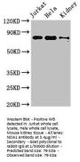 NOA1 Antibody