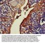 NOA1 Antibody