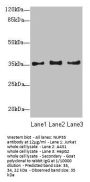 NUP35 Antibody