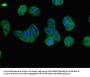 BBS1 Antibody