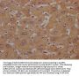 OR4C15 Antibody