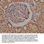 OR4C15 Antibody