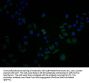 OR4C15 Antibody
