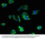 ATL2 Antibody
