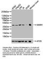 OXER1 Antibody