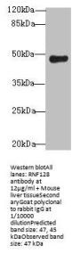 RNF128 Antibody