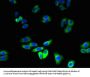 RNF128 Antibody