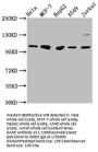 GANC Antibody