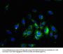 SLC38A5 Antibody