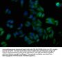 TNFAIP8L1 Antibody