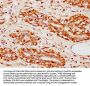 FAR1 Antibody