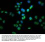 SSH1 Antibody
