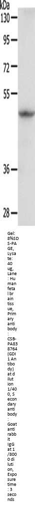GDI1 Antibody