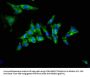 TRIB2 Antibody