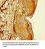 MAML1 Antibody