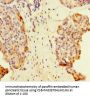 MAML1 Antibody