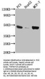 TNFRSF25 Antibody