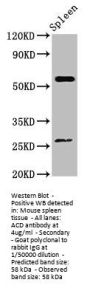 ACD Antibody