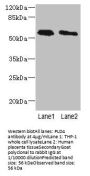 PLD4 Antibody