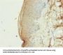 PLD4 Antibody