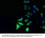 PLD4 Antibody
