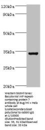 BIRC7 Antibody