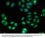 COQ8B Antibody