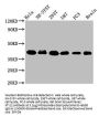 KTI12 Antibody