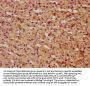KTI12 Antibody