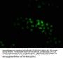 KTI12 Antibody