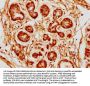 NSL1 Antibody