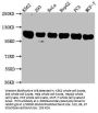 ITCH Antibody