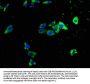 ITCH Antibody