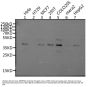 MRGPRX2 Antibody