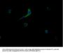 MRGPRX2 Antibody