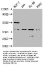 MRGPRX2 Antibody
