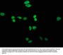 TTC14 Antibody