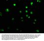 UHRF2 Antibody