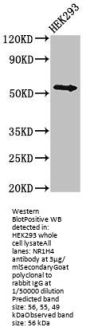 NR1H4 Antibody