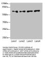 CFAP52 Antibody