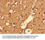 NLGN1 Antibody