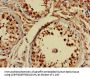 NLGN1 Antibody