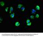 NLGN1 Antibody