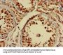NLGN1 Antibody