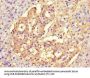 CISD2 Antibody